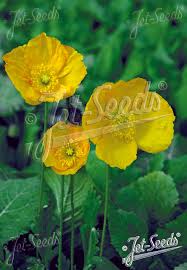 Image result for Papaver nudicaule
