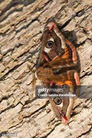 Attēlu rezultāti vaicājumam “Saturnia pavonia”