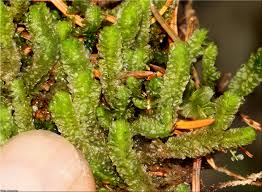 Attēlu rezultāti vaicājumam “Barbilophozia lycopodioides”