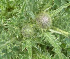 Attēlu rezultāti vaicājumam “Carduus crispus leaf”