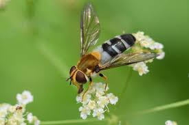 Attēlu rezultāti vaicājumam “Leucozona lucorum”
