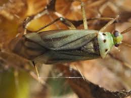 Attēlu rezultāti vaicājumam “Adelphocoris quadripunctatus”