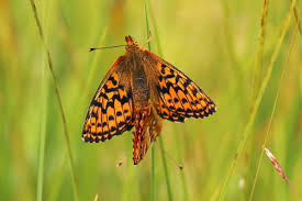 Attēlu rezultāti vaicājumam “Boloria aquilonaris underside”