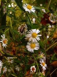 Image result for Aster lanceolatus