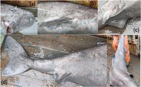 Image result for Somniosus microcephalus