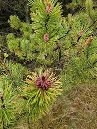 Attēlu rezultāti vaicājumam “Pinus mugo fruit”