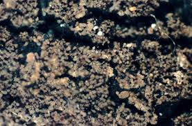 Attēlu rezultāti vaicājumam “Parmeliella triptophylla”