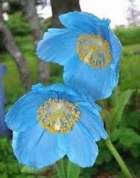 Image result for Meconopsis betonicifolia
