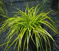 Attēlu rezultāti vaicājumam “Carex loliacea leaf”