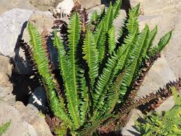 Attēlu rezultāti vaicājumam “Polystichum lonchitis”