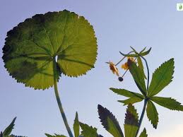 Attēlu rezultāti vaicājumam “Ranunculus cassubicus”