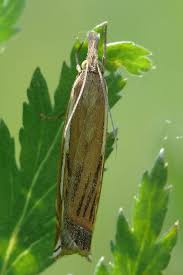Attēlu rezultāti vaicājumam “Crambus pratella”