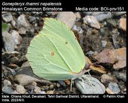 Attēlu rezultāti vaicājumam “Gonepteryx rhamni male”