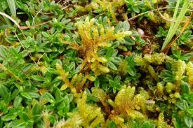 Attēlu rezultāti vaicājumam “Pseudoscleropodium purum”