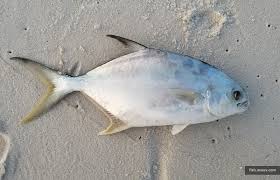 Image result for Trachinotus carolinus