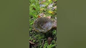 Attēlu rezultāti vaicājumam “Lactarius necator”