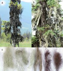 Attēlu rezultāti vaicājumam “Bryoria capillaris”