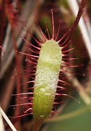 Attēlu rezultāti vaicājumam “Drosera anglica fruit”