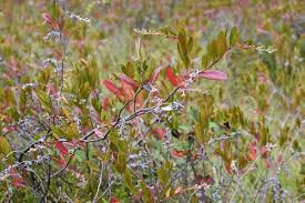 Attēlu rezultāti vaicājumam “Chamaedaphne calyculata fruit”