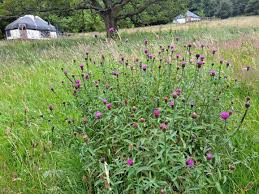Image result for Centaurea nigra
