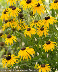 Image result for Rudbeckia fulgida