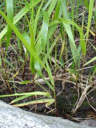 Attēlu rezultāti vaicājumam “Anthoxanthum odoratum fruit”