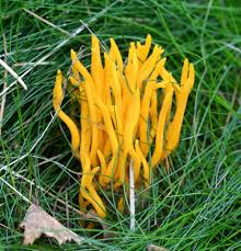 Attēlu rezultāti vaicājumam “Clavulinopsis helvola”