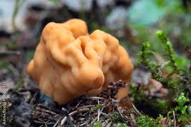 Attēlu rezultāti vaicājumam “Gyromitra gigas”