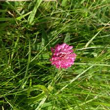 Attēlu rezultāti vaicājumam “Trifolium medium flower”