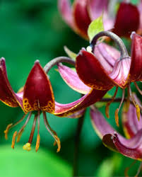 Attēlu rezultāti vaicājumam “Lilium martagon flower”