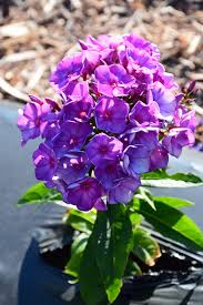 Image result for Phlox paniculata `Sweet Summer`