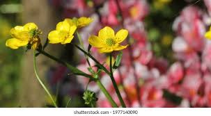 Attēlu rezultāti vaicājumam “Ranunculus bulbosus flower”