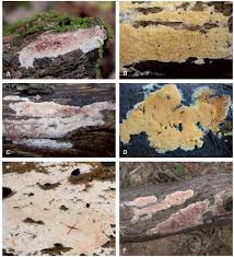 Attēlu rezultāti vaicājumam “Ceriporia viridans”