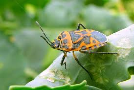 Attēlu rezultāti vaicājumam “Eurydema dominulus”