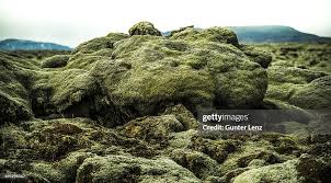 Attēlu rezultāti vaicājumam “Cetraria islandica”