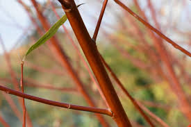 Attēlu rezultāti vaicājumam “Salix x fragilis”