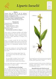 Attēlu rezultāti vaicājumam “Liparis loeselii leaf”