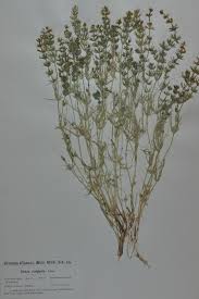 Attēlu rezultāti vaicājumam “Chara polyacantha”