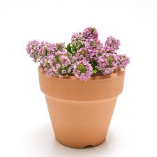 Attēlu rezultāti vaicājumam “Lobularia maritima”