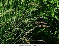 Attēlu rezultāti vaicājumam “Echinochloa crus-galli fruit”