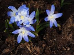 Attēlu rezultāti vaicājumam “Scilla luciliae”