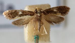 Attēlu rezultāti vaicājumam “Monopis weaverella”