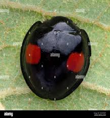 Attēlu rezultāti vaicājumam “Chilocorus renipustulatus”