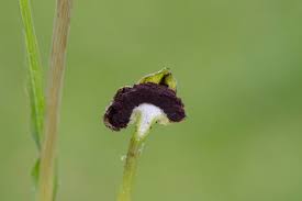 Attēlu rezultāti vaicājumam “Microbotryum tragopogonis - pratensis”