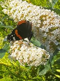 Attēlu rezultāti vaicājumam “Colostygia pectinataria female”