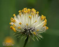 Attēlu rezultāti vaicājumam “Senecio vernalis flower”