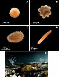 Attēlu rezultāti vaicājumam “Colloderma oculatum macro”
