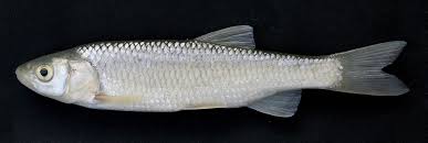 Image result for Squalius cephalus cavedanus