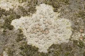 Attēlu rezultāti vaicājumam “Lecanora carpinea”