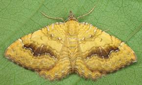 Attēlu rezultāti vaicājumam “Camptogramma bilineata”